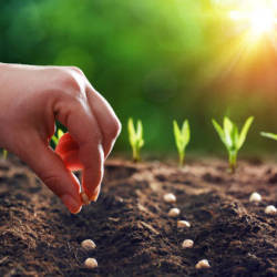 Lawn & Garden Supplies