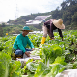 Crop Cultivation