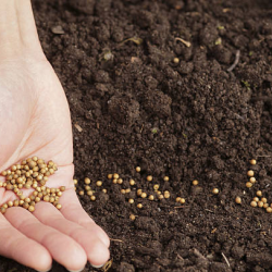 Cover Crop Seed Sales