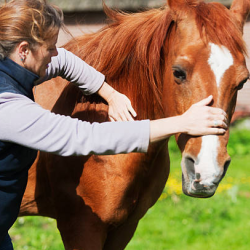 Equine Sports Massage