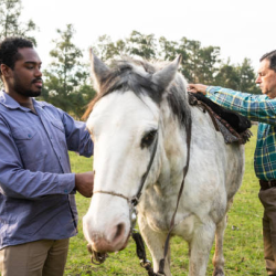 Equine Wellness Consultation