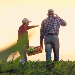 Custom Harvesting Services
