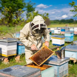 Beekeeping Workshops
