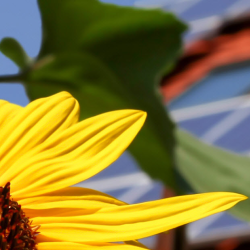 Solar NEM Rates