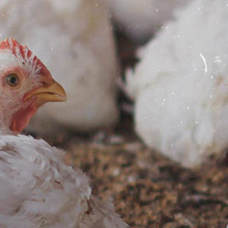 Agricultural Loans & Financing