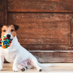 Pet-Friendly Accommodations