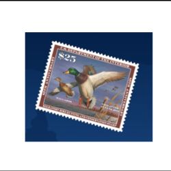 Duck Stamps