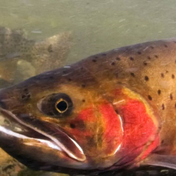 Investigational New Animal Drugs (INADS)