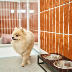 Pet-Friendly Accommodations