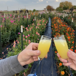 On-Farm Experience & Events