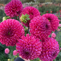 Dahlia Tubers
