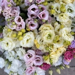 Plant Starts - Annuals & Perennials