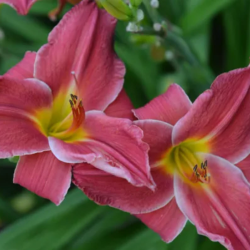 Daylilies