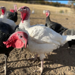 Pasture Raised Turkeys