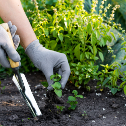 Weeds Removal