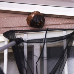 Bee and Wasp Removal