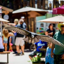 Animal Encounters