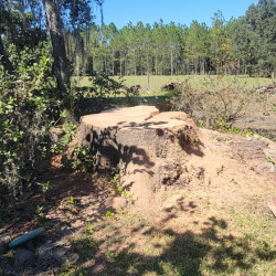 Stump Removal