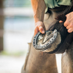 Farrier Services