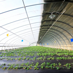 Berry Nursery Stock Production
