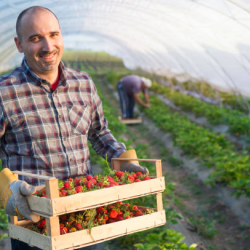 Harvest Forecasting & Planning
