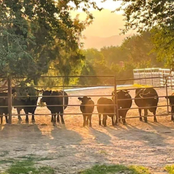 Fencing and Livestock