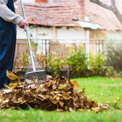 Seasonal Cleanup