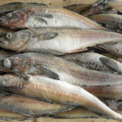 Alaska Pollock