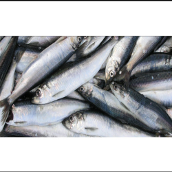 Atlantic Herring