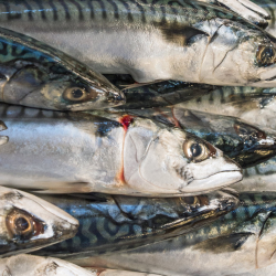 Atlantic Mackerel