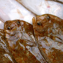 Butter Sole