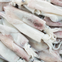 California Squid