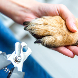 Nail Trimming