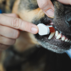 Teeth Brushing