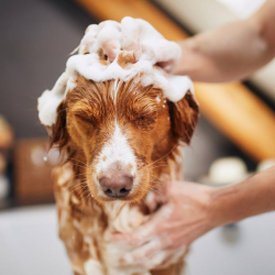 Specialty Shampoos and Treatments