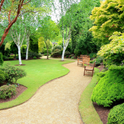 Tree and Shrub Pruning