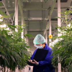 Cultivation Troubleshooting