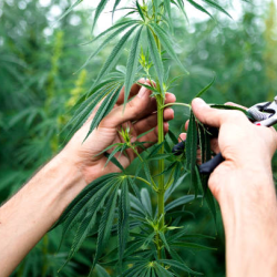 Harvesting Techniques