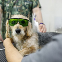 Pet Therapeutic: Cold Laser