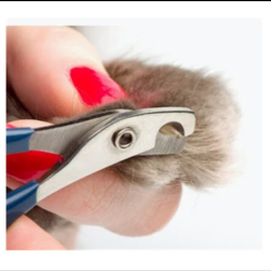 Nail Care