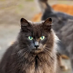 Barn Cat Program