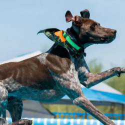 Dock-Diving & Agility