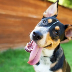  Indoor/Outdoor Dog Park