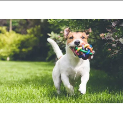  Puppy & Kitten Care