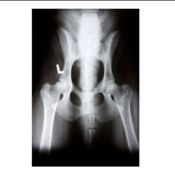  Radiology