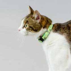 Green Argyle - Kitty