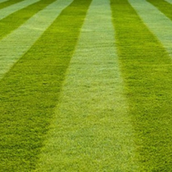 Lawn Maintenance Services