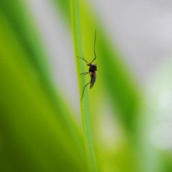 Mosquito Control