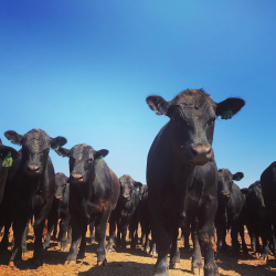Livestock Loans
