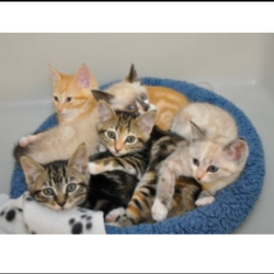 Homeward Pet’s Public Spay & Neuter Clinic